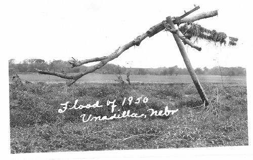 Debris_in_telephone_pole_1950_flood