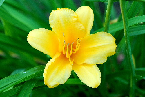 golden_lily