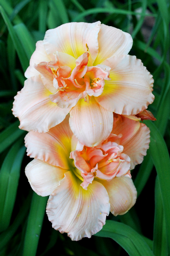 peach_lily