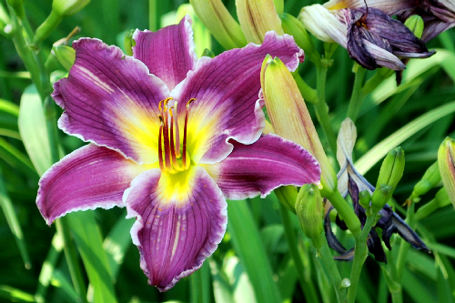 purple_lily