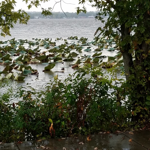 Flats at Nauvoo Ill 490