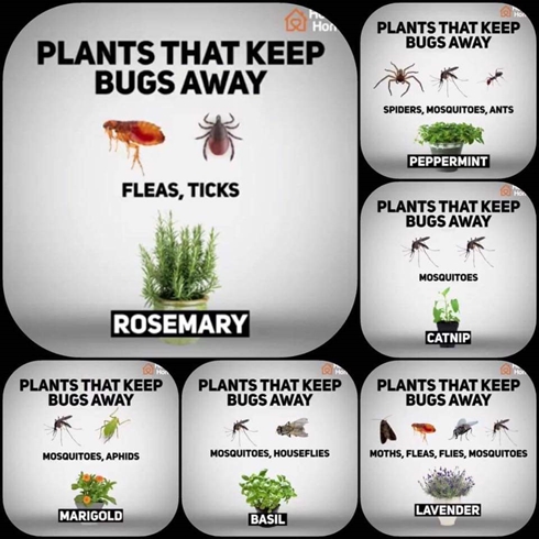 Plants Bugs 490