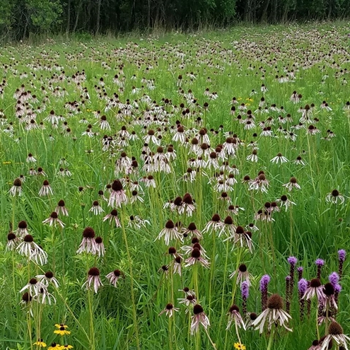 Bob Brandt purple coneflower patch 495