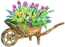 Wheelbarrow full of tulips 250