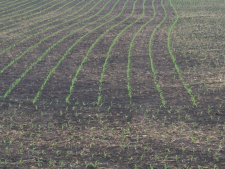 Rows 1 450