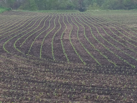 Rows 3 450