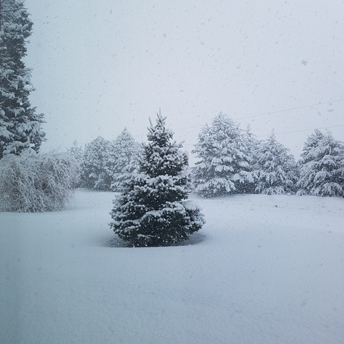 Snow 495
