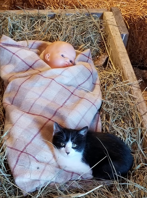 Baby Jesus in the Manger with kitten 495