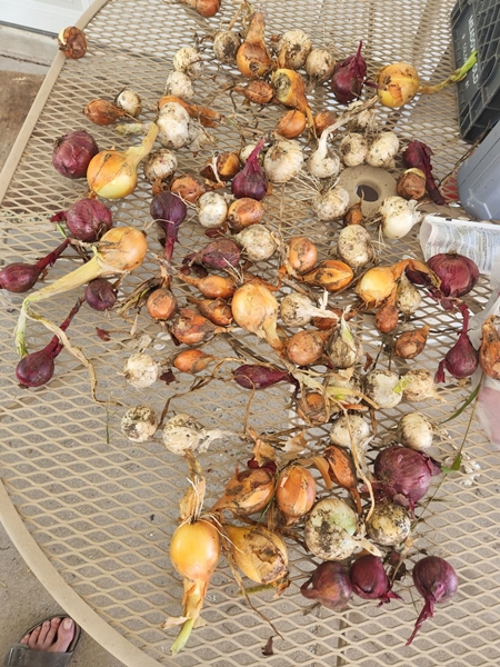 Bobs onions 2022 450
