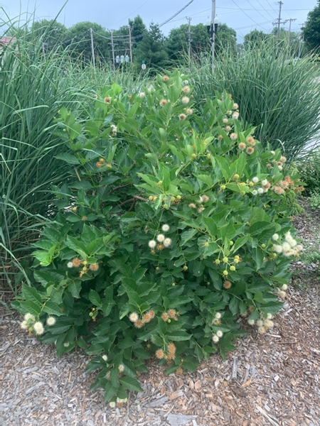 Button Bush 450