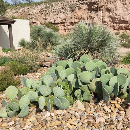 Cactus 450