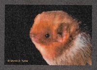 Eastern Red Bat 200