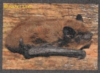 The Evening Bat 200