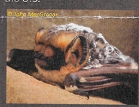 The Hoary Bat 200