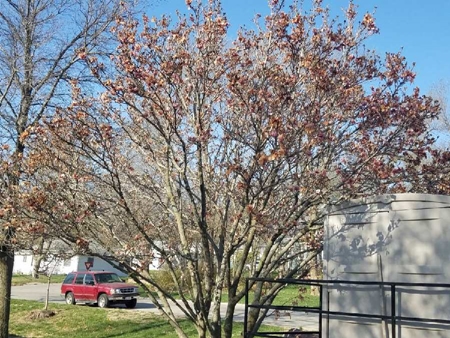 Tree by housing 450