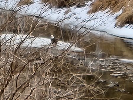 Bald Eagle 1 450
