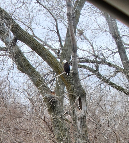 Bald Eagle 450