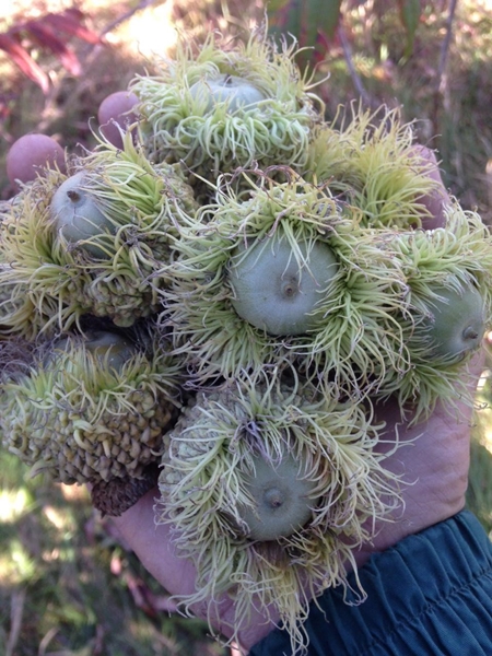 Bur Oak 2 450