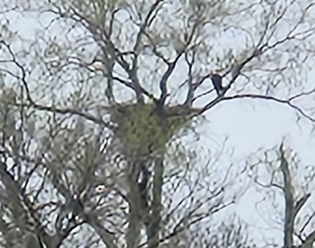 Eagles Nest 450