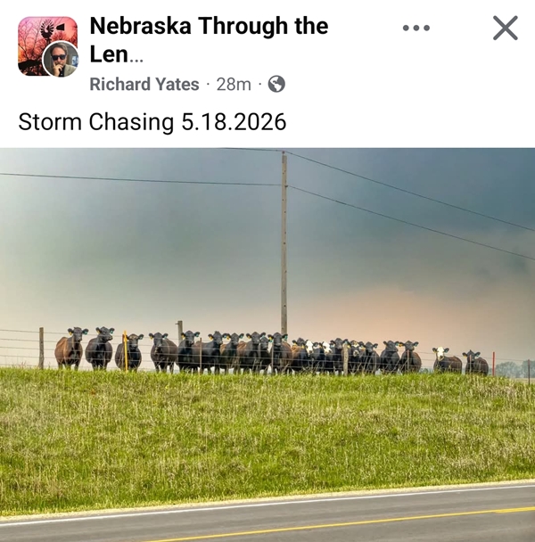 Cows 600