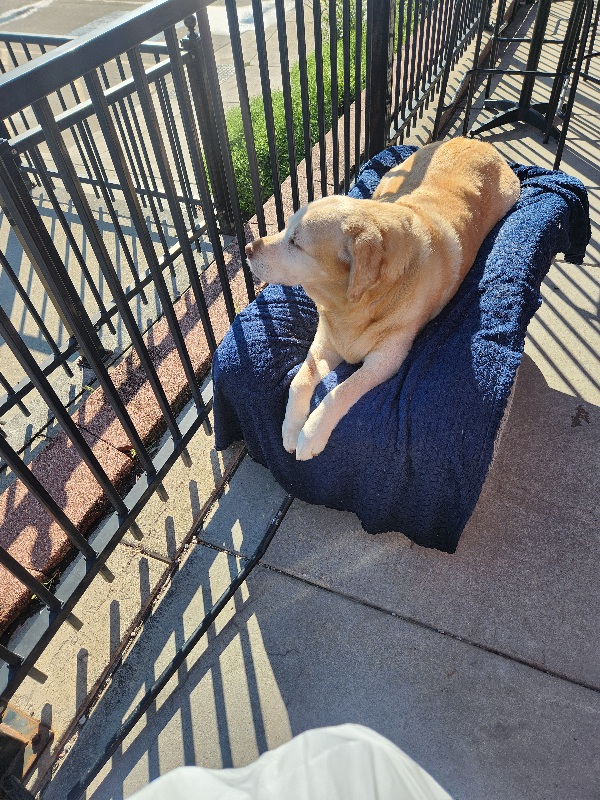 Masons Dog