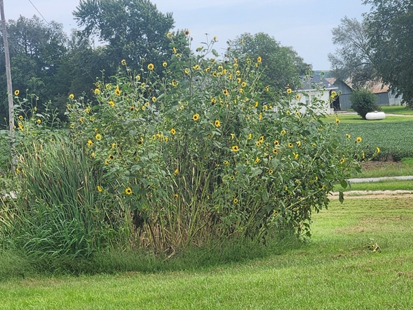 Sunflowers 600