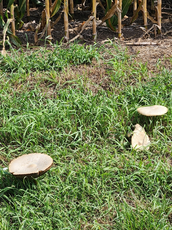 Toadstools 600