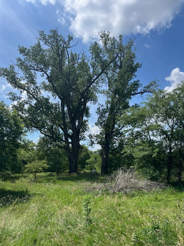 Two trees 600