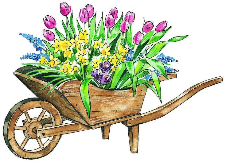 Wheelbarrow full of tulips