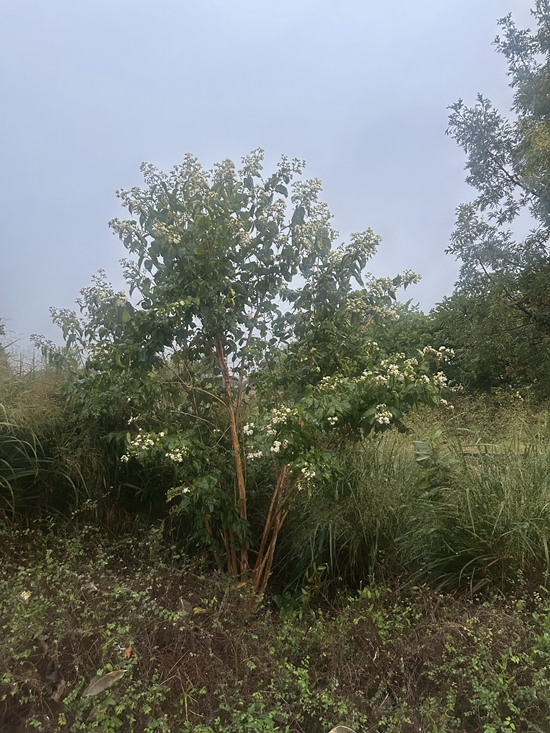 2nd tree from Brandt