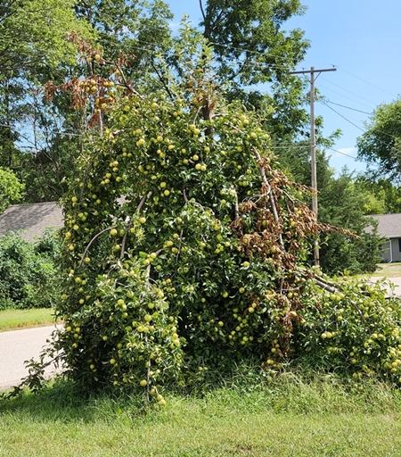 Apple Tree 2 450