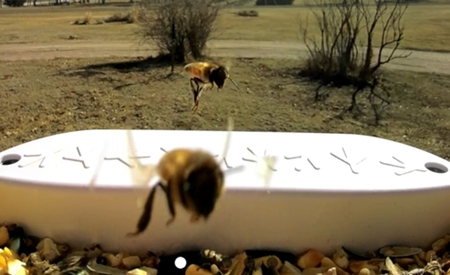 Bees 450