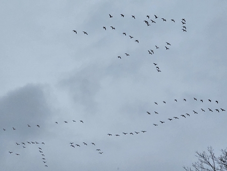 Birds 450