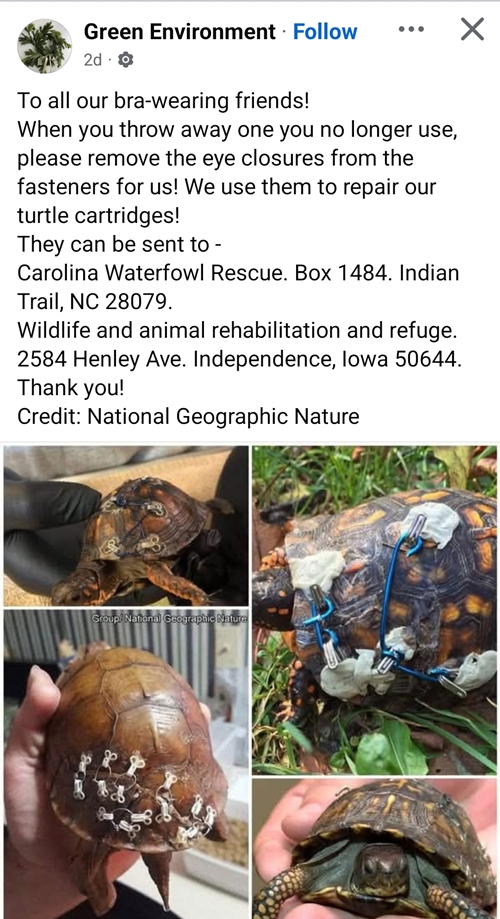 Bra Hooks for Turtles 500