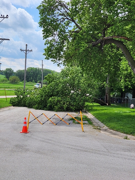 Fallen tree limb 450
