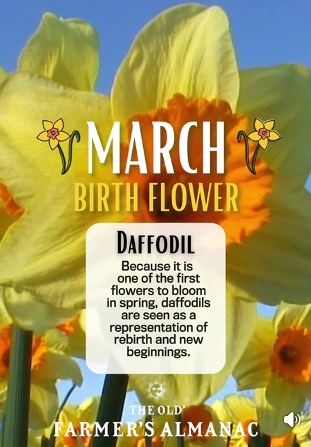 March Birth Flower 450