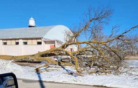 Tree down by gym 2025 450