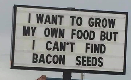 Bacon Seeds 450