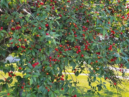 Cherries 450