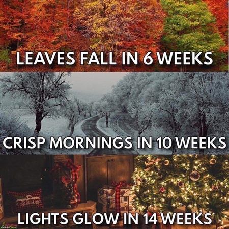 Leaves fall in 6 weeks 450