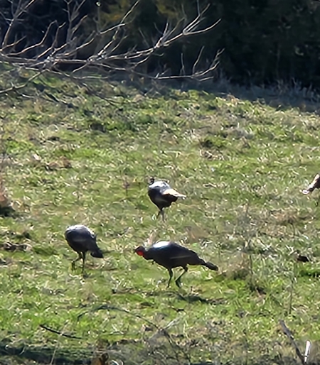 Turkeys 450