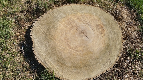 Ash Tree_Stump_500