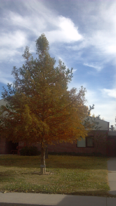 Bald Cypress_Memorial_Tree_resized_2