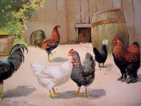 Barnyard chickens