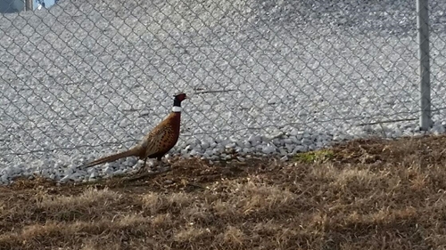 Bobs Pheasant_crop_500