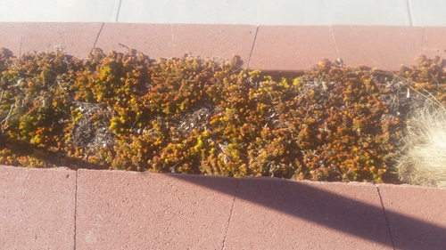 Bobs Sedum_crop_500