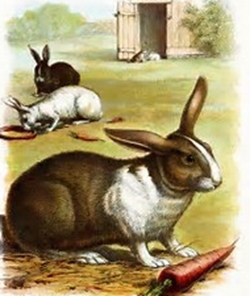 Bunnies on_the_farm_250