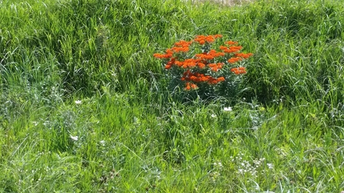 Butterfly milkweed_crop_500