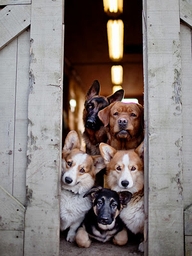 Gang of Dogs