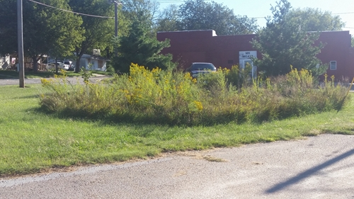 Goldenrod by_welcome_sign_500